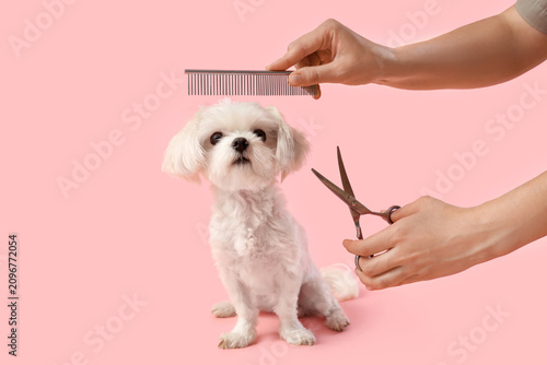 Female groomer with scissor...