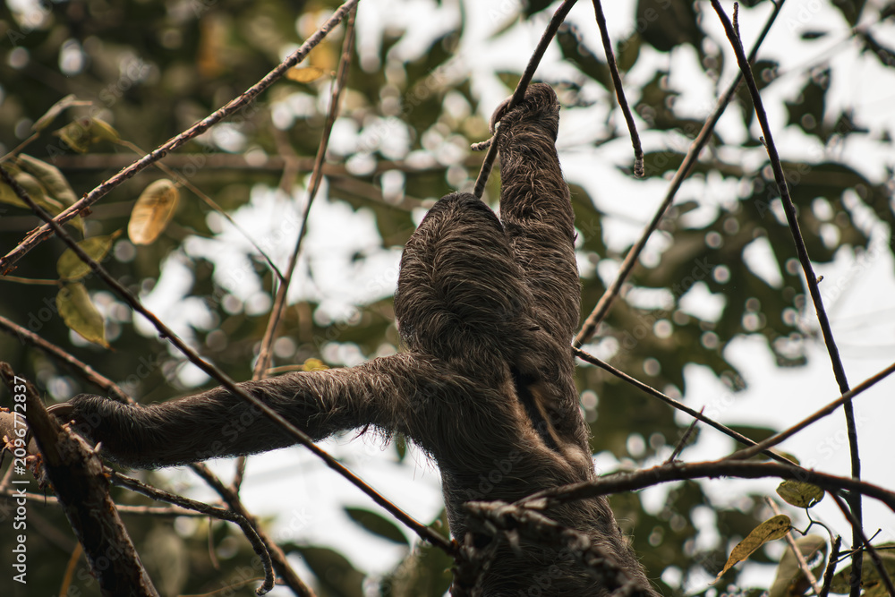 Fototapeta premium Sloth Climbing