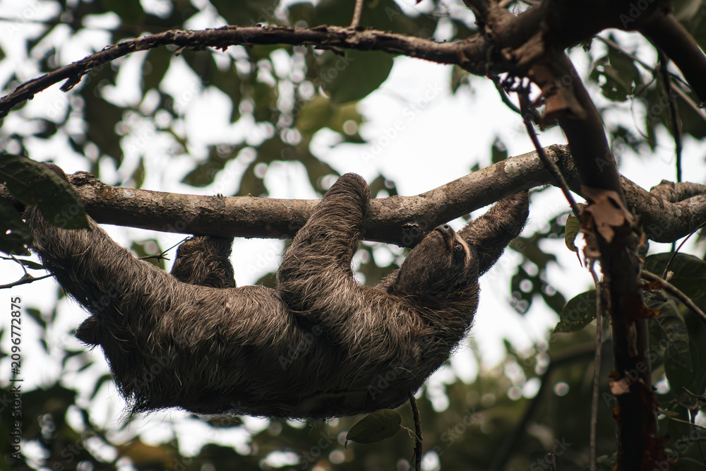 Fototapeta premium Sloth Climbing