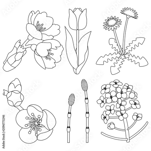 Spring Botanical Line Art Icon Set with Cherry Blossom, Plum Blossom, Tulip, Dandelion, Horsetail and Canola Flower