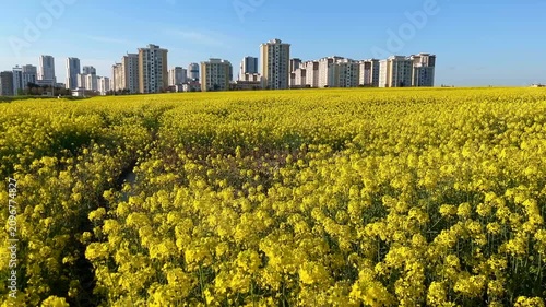 Colza Canola field (Turkish: Kanola) behind modern buildings at autumn in Istanbul, Turkey. (4K video)