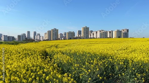 Colza Canola field (Turkish: Kanola) behind modern buildings at autumn in Istanbul, Turkey. (4K video)