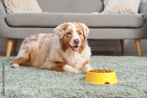 Cute Australian Shepherd do...