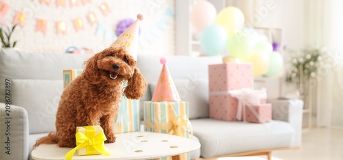 Happy brown poodle dog wear...