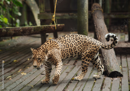 Quadro su tela Jaguar in captivity in the jungle