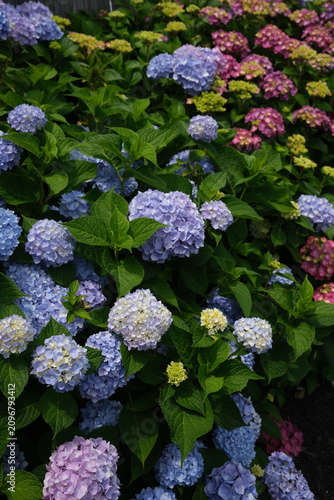 Obraz na płótnie flowers in the garden