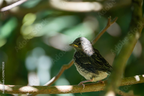 mockingbird fledgling