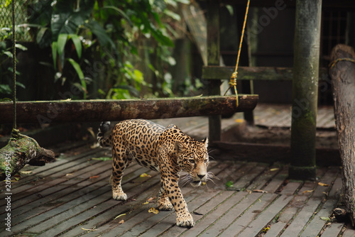 Принти на полотні Jaguar in captivity in the jungle