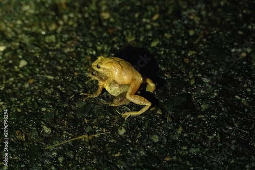 Fotografía spring peepers mating on pavement