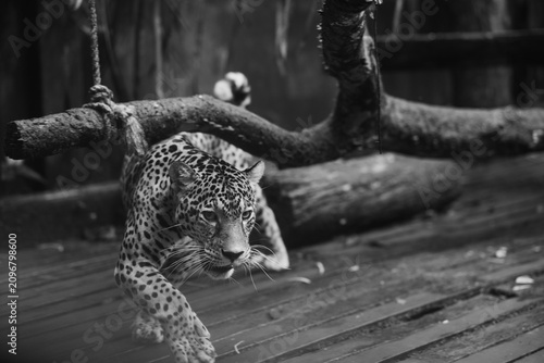 фотографія Jaguar in captivity in the jungle