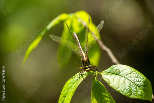 common sanddragon on a leaf