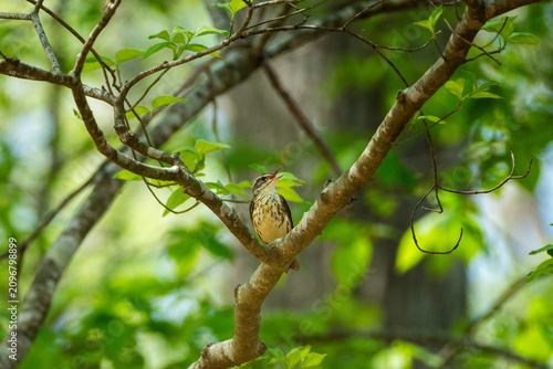 louisiana waterthrush in a tree