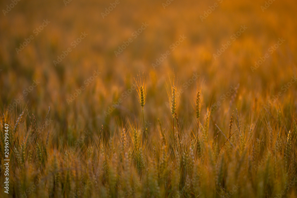 Obraz premium Wheat ear stands before sun. Wheat ear holds long awn. Backlit wheat ear forms silhouette. Golden wheat ear meets sunset.