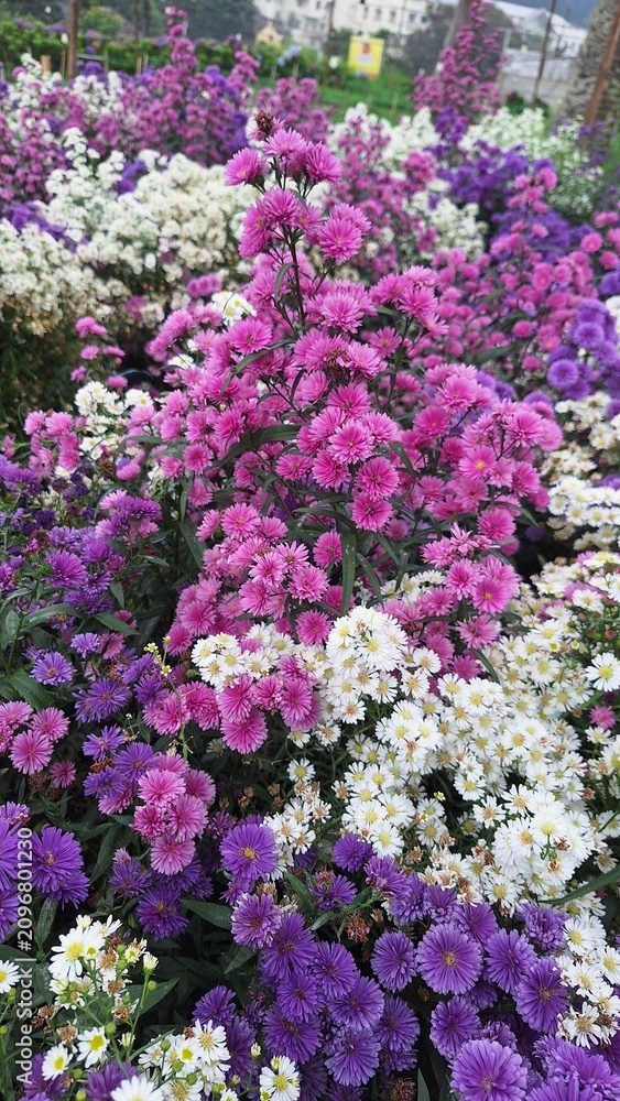 Obraz premium Beautiful blooming pink and purple verbena flowers in garden