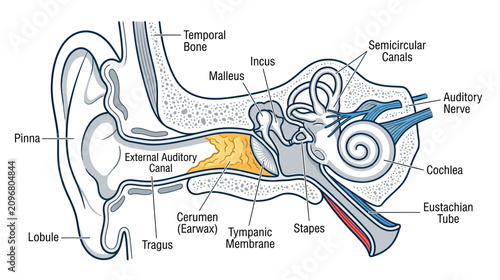 Fotografie Human Ear Anatomy Diagram: Outer, Middle, Inner Ear Structures