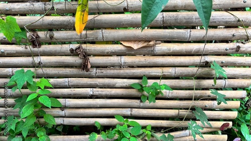 Green Ivy and Bamboo Fence with Nature's Touch in Fresh Garden