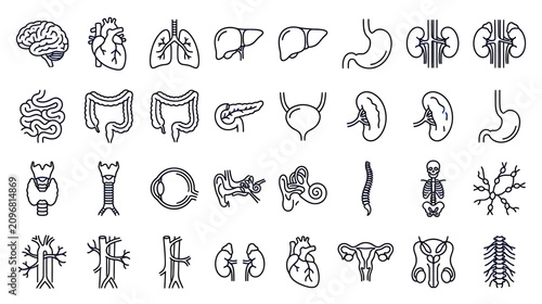 Foto Human Anatomy Icons: Organs, Skeleton, Brain, Heart, Lungs, Kidneys