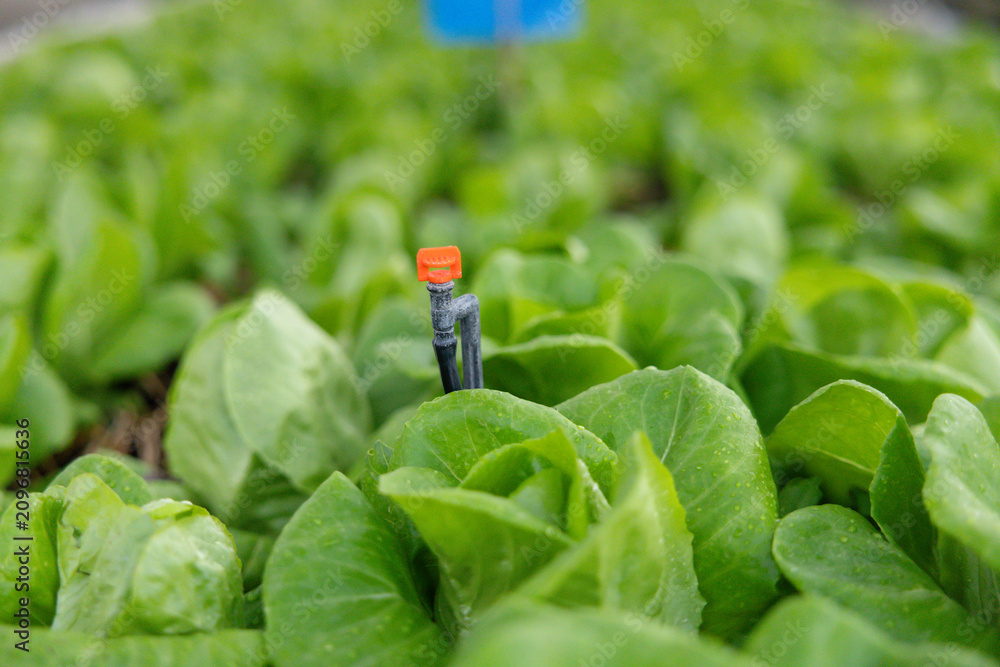 Obraz premium Close-up of drip irrigation system watering young lettuce plants