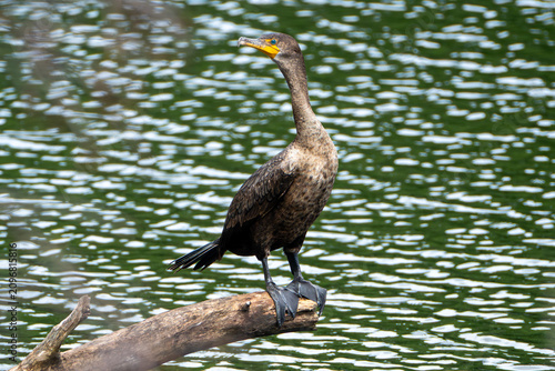double-crested cormorant