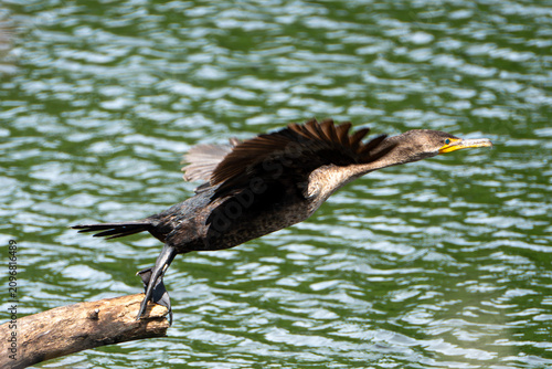 double-crested cormorant taking flight