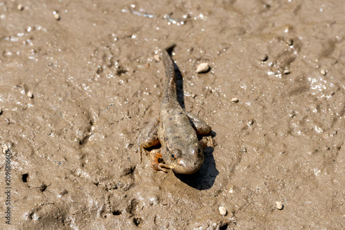 bullfrog froglet