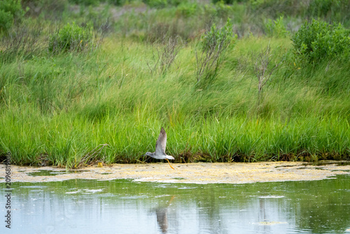 greater yellowlegs in flight