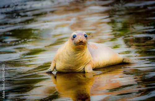 Close-up of an elephant seal with striking blue eyes resting in shallow water