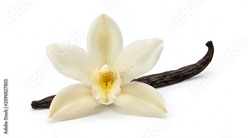 Creamy white vanilla orchid flower and dark brown bean