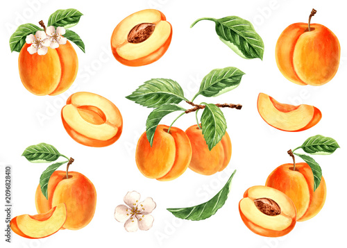 Apricot set of watercolor hand drawn illustrations for healthy eating design. Clipart of fruit whole, cut half and slice, leaves and branch, flower. Farm product for packaging jam, baby food, juice.