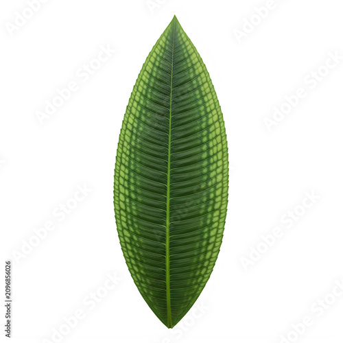 Green leaf isolated on plain background