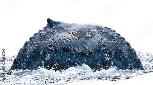Majestic Humpback Whale Surfacing Through the Sparkling Blue Ocean Water Waves