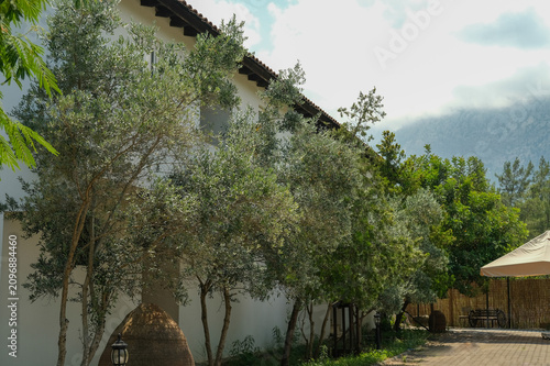 Olive farm house in Kemer in summer. Green olives on trees