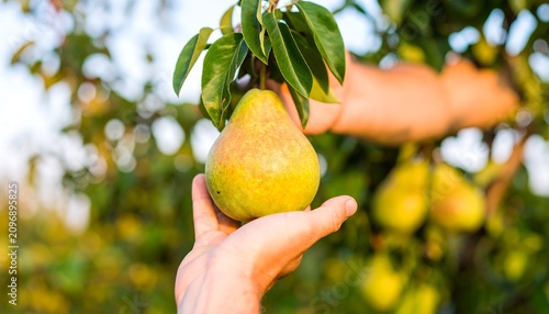 Hand holding fresh green lemon with leaves in garden.