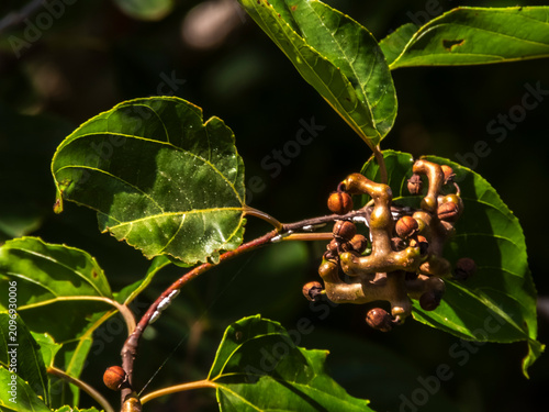 Фотография A detailed view of the Hovenia dulcis, commonly known as the Japanese Raisin Tree, showcasing its unique swollen peduncles against a backdrop of vibrant green leaves and a bright blue sky