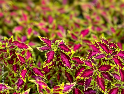 Canvas Print Vibrant pink and green miana coleus plants growing densely in the garden, featuring a beautiful colorful foliage background with soft bokeh