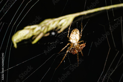 Foto Detailreiche Makroaufnahme: eine Spinne