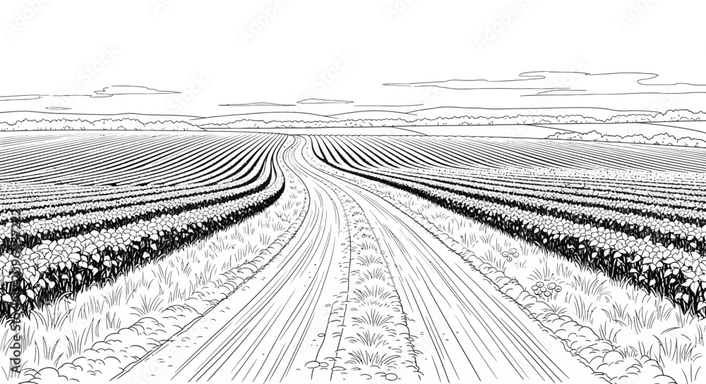 Fototapeta premium Vineyard Rows Landscape Sketch