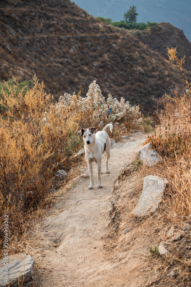 Fototapeta premium Loyal dog standing on a mountain trail inviting the next step forward