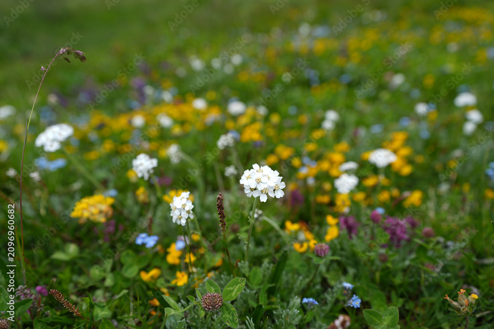 Obraz premium meadow with dandelions