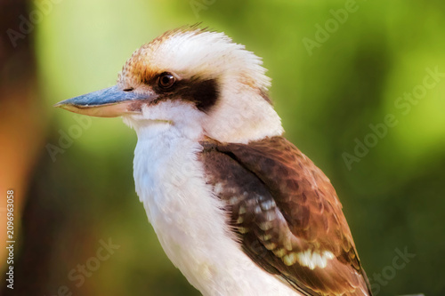 Australian kookaburra captured in profile against a blurred green background