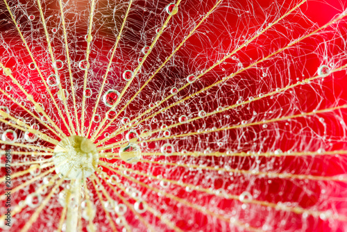Konstfotografi Waterdrop reflection on dandelion seed with sclart red flower at the backgrond -
