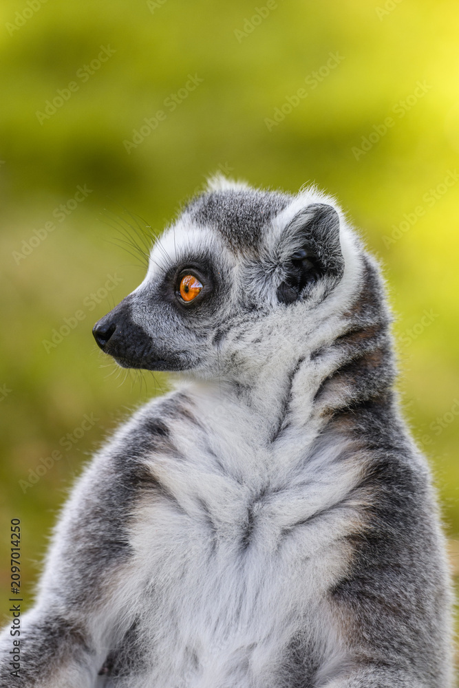Fototapeta premium Luke the Ring-tailed Lemur looks a bit surprised.