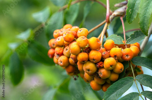 Konstfotografi Close-up of clustered orange rowan berries hanging on a branch with green leaves