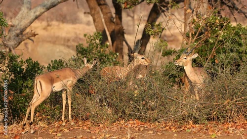 A female impala antelope (Aepyceros melampus) feeding on a bush, Kruger National Park, South Africa