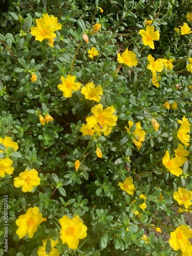 yellow flowers background