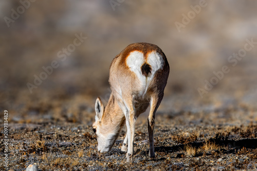 Fotografija The goa, also known as the Tibetan gazelle, is a species of antelope that inhabits the Tibetan Plateau