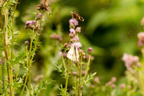 Billede på lærred Diverse pollinating insects feeding on blooming thistles against a soft green woodland background in warm daylight