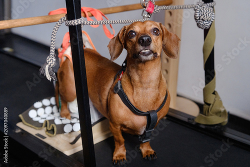 Photography Happy dachshund dog using support harness during canine physiotherapy