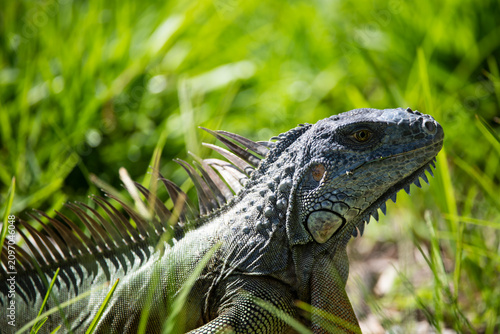 Konstfotografi Green iguana, American iguana, herbivorous species of lizard of the genus Iguana