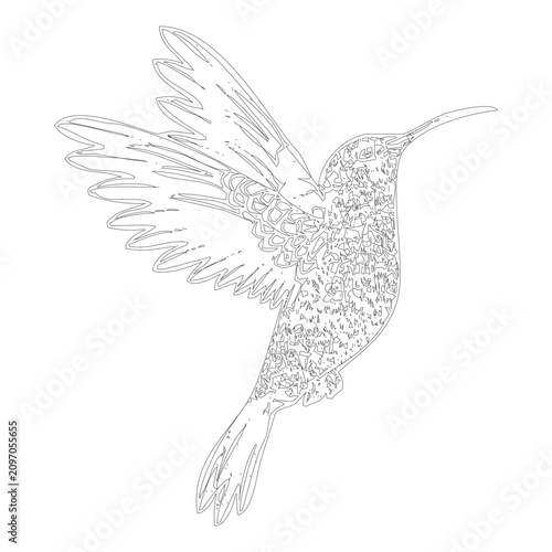 Flying Hummingbird Line Art Vector Illustration With Spread Wings Isolated On White Background For Coloring Book And Design